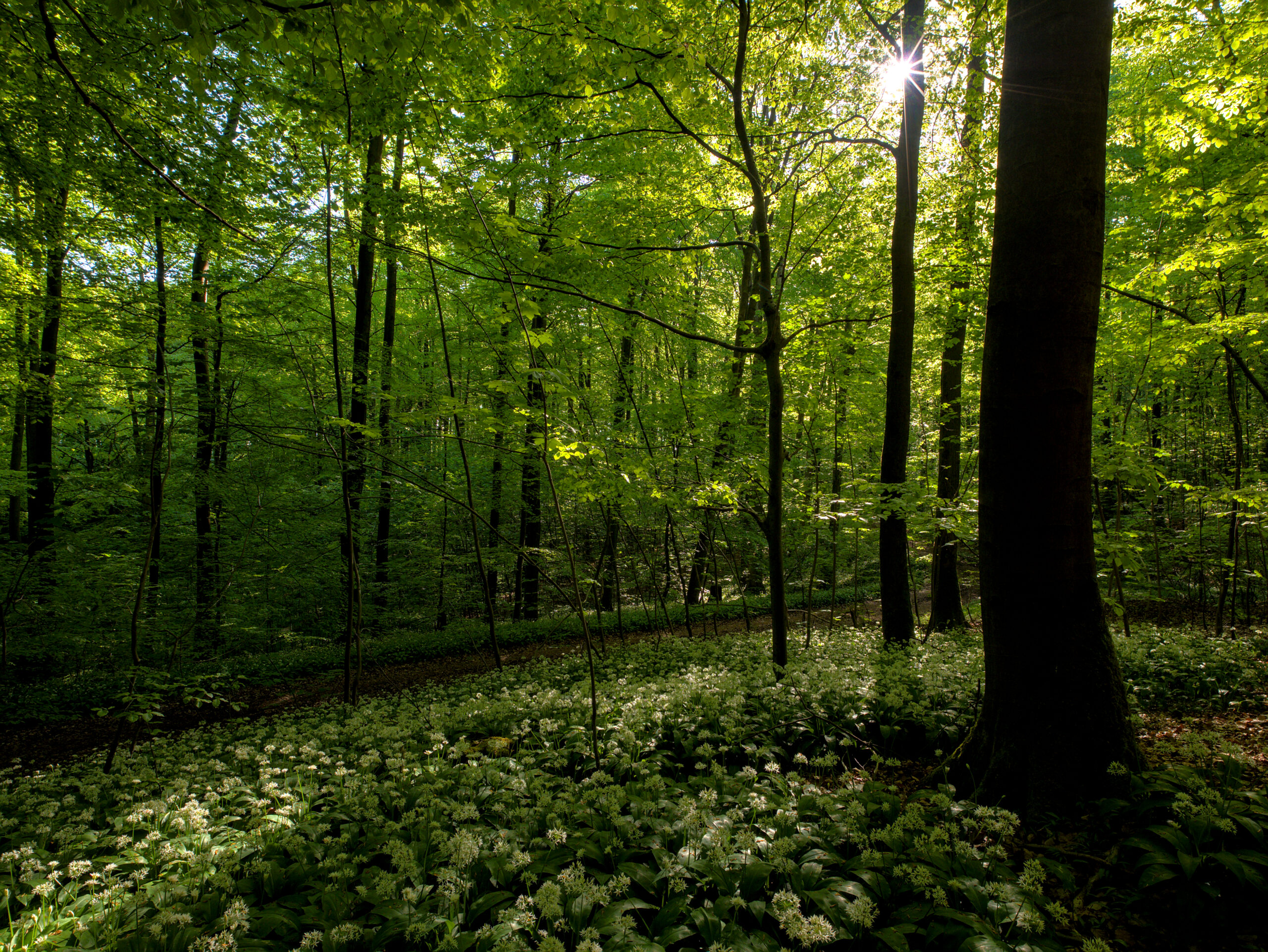 Wild garlic with morning sun
